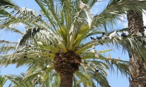 Zdjcie HISZPANIA / Alicante / Elche / Gobia palma