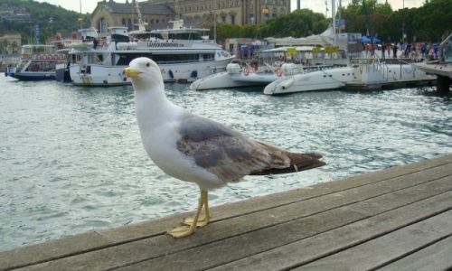 Zdjecie HISZPANIA / Katalonia / Barcelona / Stra Wybrzea