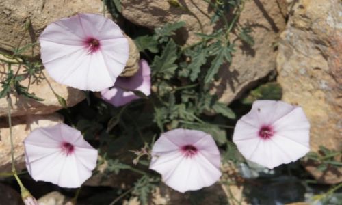 Zdjęcie HISZPANIA / Costa Blanca / Santa Pola / Antenki...