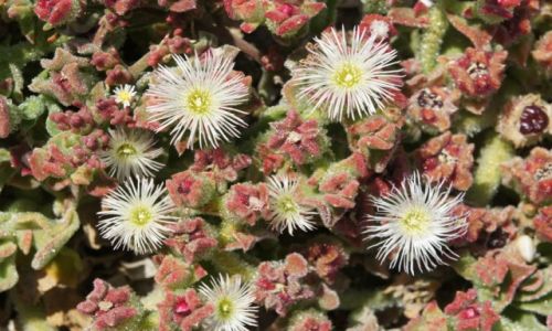 Zdjęcie HISZPANIA / Costa Blanca / Santa Pola / Kwiatki