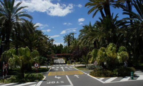 Zdjcie HISZPANIA / Costa Blanca / Elche / Miasteczko wrd palm