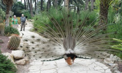 Zdjecie HISZPANIA / Costa Blanca / Elche / Druga strona pawia