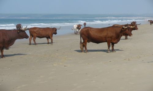Zdjęcie HISZPANIA / Andaluzja / okolice Barbate / Andaluzja z krowami ;-)