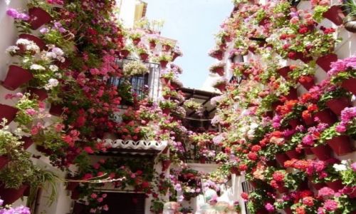 Zdjcie HISZPANIA / Andaluzja / Cordoba / W cudne kwiaty zaplatane...