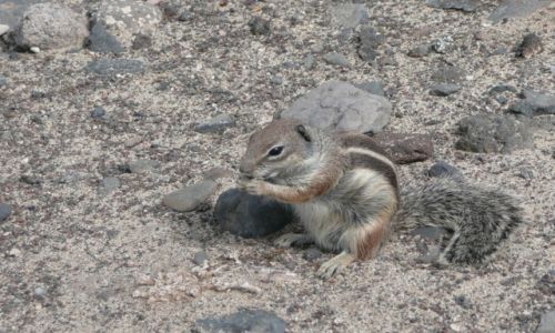 Zdjecie HISZPANIA / Fuerteventura / Moro Jable / pregowiec berberyjski