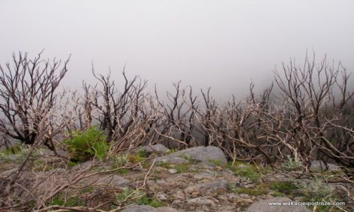 Zdjęcie HISZPANIA / Wyspy kanarysjkie / La Gomera / La Gomera po pożarach