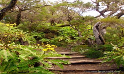 Zdjcie HISZPANIA / Wyspy kanarysjkie / La Gomera / Garajonay
