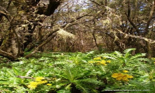 Zdjcie HISZPANIA / Wyspy kanarysjkie / La Gomera / Dungla na La Gomerze