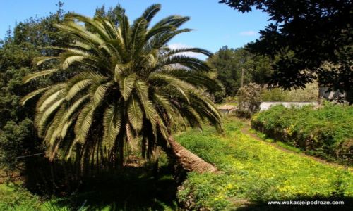 Zdjcie HISZPANIA / Wyspy kanarysjkie / La Gomera / Dolina Hermigua