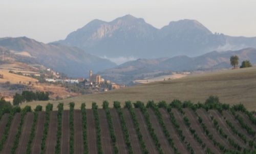 HISZPANIA / Camino de Santiago / La Rioja  / Uprawy winoroli