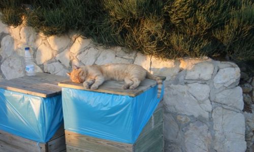 Zdjcie HISZPANIA / Mallorca / Formentor / Kto cakiem nieuywanego kota wyrzuci na mietnik