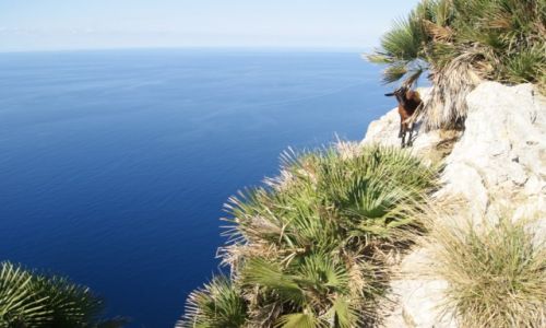 Zdjcie HISZPANIA / Mallorca / Formentor / Tutaj lk wysokoci zaczyna si nad niebem