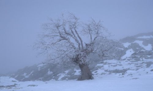 Zdjecie HISZPANIA / ANDALUCIA / SIERRA DE LAS NIEVES / ARBOL NEVADO