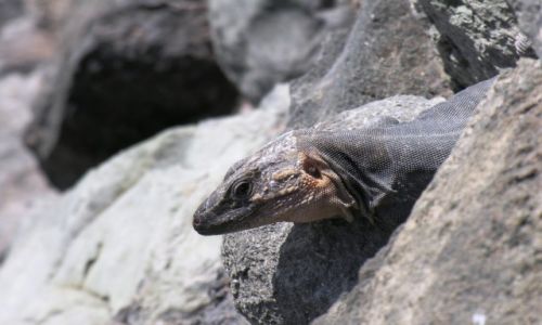 Zdjecie HISZPANIA / Wyspy Kanaryjskie / Gran Canaria / Waran