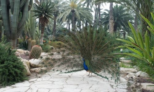 Zdjcie HISZPANIA /  Costa Blanca  / Elche / Kamufla