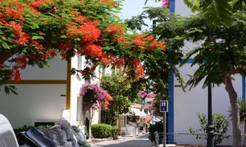 Zdjecie HISZPANIA / Gran Canaria / Puerto de Mogan / Kwitnc uliczka
