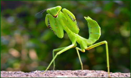 Zdjecie HISZPANIA / ANDALUCIA / MALAGA / Mantis Religiosa