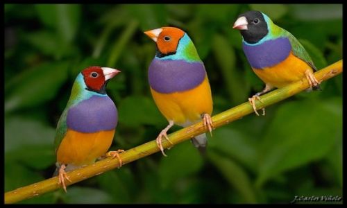 Zdjecie HISZPANIA / Mlaga / Mariposario / DIAMANTES DE GOULD