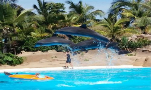 Zdjcie HISZPANIA / Teneryfa / Loro Park / Delfiny