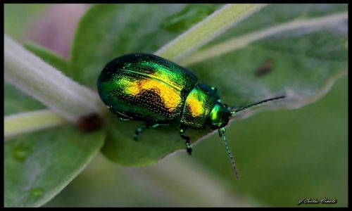 Zdjecie HISZPANIA / ANDALUSIA / MALAGA / VERDE METALICO