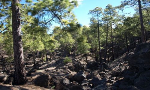 Zdjcie HISZPANIA / teneryfa / dojazd do El-teide / pierwotne lasy z sosn kanaryjska 