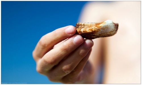 Zdjęcie HISZPANIA / Mallorca / Es Trenc / Shell