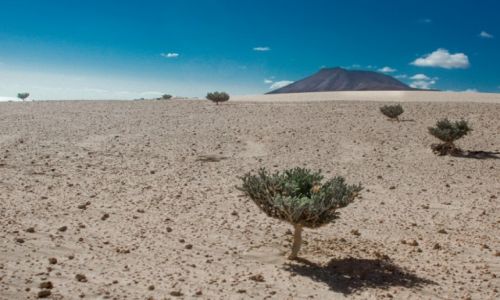 Zdjecie HISZPANIA / Fuerteventura / Parque Natural Corralejo / Parque Natural Corralejo