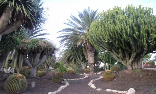 Zdjcie HISZPANIA / FUERTEVENTURA / MORRO JABLE / ROSLINNOSC WYSPY KANARYSJKIE
