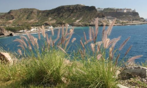 Zdjcie HISZPANIA / Gran Canaria / Taurito / Kanaryjskie trawy