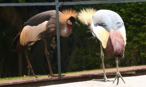Zdjcie HISZPANIA / Teneryfa / Loro Park / Jaki ja jestem pikny