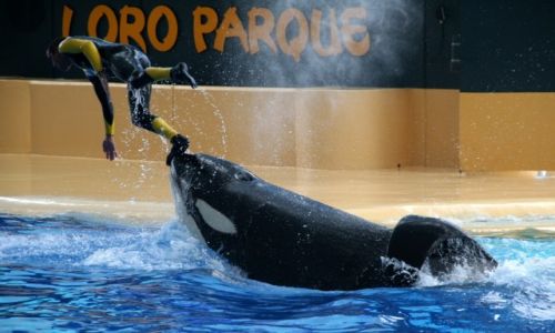 Zdjcie HISZPANIA / Teneryfa / Loro Parque / No to hop