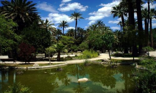 Zdjecie HISZPANIA / Alicante / Elche / Palmowy ogrd