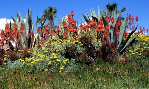 Zdjęcie HISZPANIA / Costa Blanca / Alicante / Kwitnąca grządka