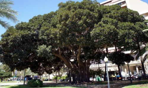 Zdjecie HISZPANIA / Alicante / El Parque de Canalejas / Ficus elastica 