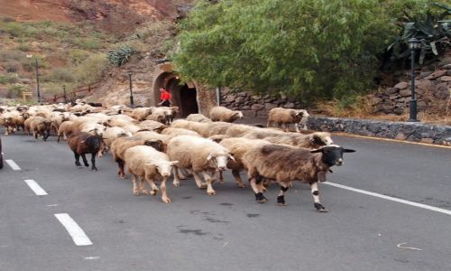 Zdjecie HISZPANIA / Wyspy Kanaryjskie / Gran Canaria / Do domu