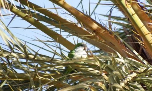 Zdjecie HISZPANIA / Wyspy Kanaryjskie / Maspalomas / 4
