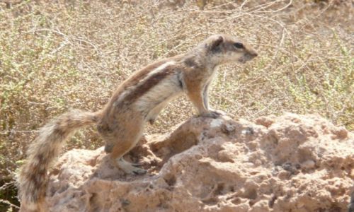 Zdjecie HISZPANIA / Fuerteventura / Fuerteventura / Pozowanie