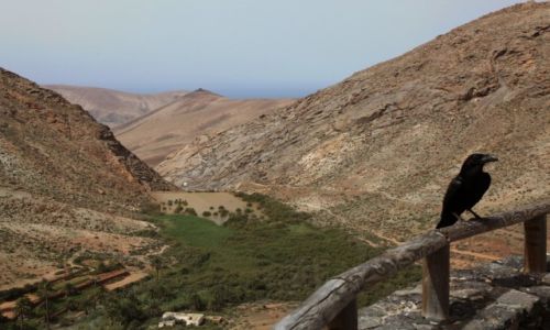 Zdjcie HISZPANIA / Fuerteventura/Wyspy Kanaryjskie / Vega de Rio Palmas / Stranik