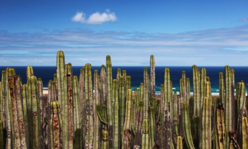 Zdjecie HISZPANIA / Fuerteventura/Wyspy Kanaryjskie / Pwysep Jandia/Cofete / Wilczomlecz
