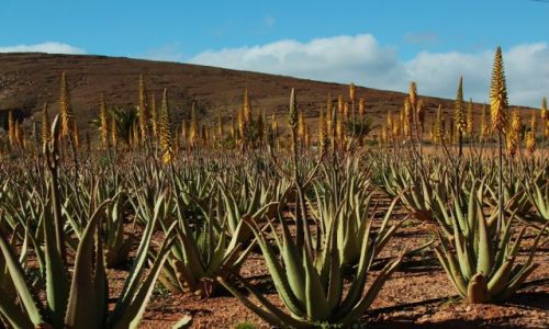 Zdjcie HISZPANIA / Fuerteventura/Wyspy Kanaryjskie / Tiscamanita / Na plantacji aloesu