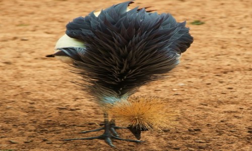 Zdjecie HISZPANIA / Fuerteventura/Wyspy Kanaryjskie / Oasis Park / uraw koroniasty w poszukiwaniu robala