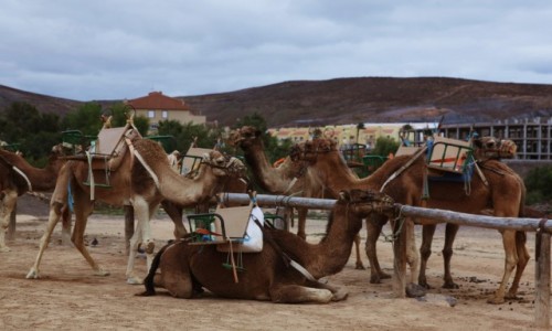 Zdjcie HISZPANIA / Fuerteventura/Wyspy Kanaryjskie / Oasis Park / Parkowisko