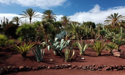 Zdjecie HISZPANIA / Fuerteventura/Wyspy Kanaryjskie / Oasis Park / Egzotyczny ogrd 