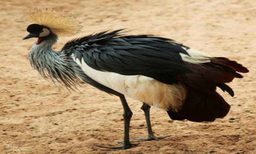Zdjcie HISZPANIA / Fuerteventura/Wyspy Kanaryjskie / Oasis Park / uraw koroniasty