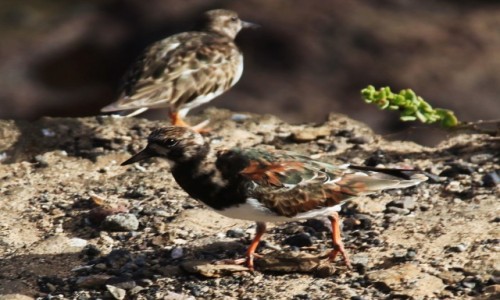 Zdjcie HISZPANIA / Fuerteventura/Wyspy Kanaryjskie / Pwysep Jandia / Turnstone, czyli Kamusznik zwyczajny