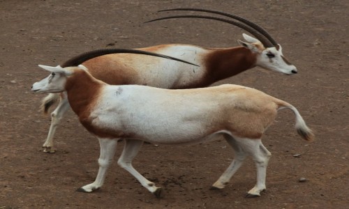 Zdjcie HISZPANIA / Fuerteventura/Wyspy Kanaryjskie / Oasis Park / Goni oryks oryksa