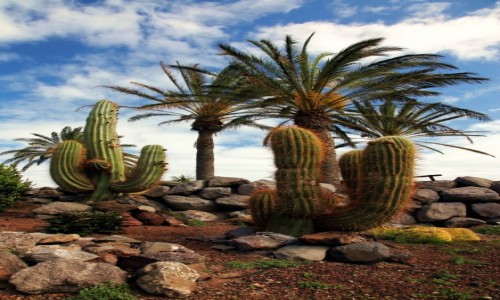 Zdjcie HISZPANIA / Fuerteventura/Wyspy Kanaryjskie / Oasis Park / Grzdka