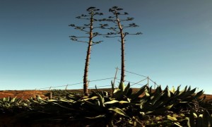 Zdjecie HISZPANIA / Fuerteventura/Wyspy Kanaryjskie / Betancuria / Kiedy sznurek sizalowy, a dzisiaj?