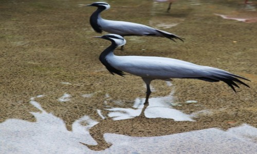 Zdjecie HISZPANIA / Fuerteventura/Wyspy Kanaryjskie / Oasis Park / Dwa, a nawet trzy