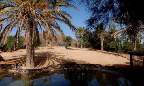 Zdjcie HISZPANIA / Fuerteventura / Caleta de Fuste / Oasis Park